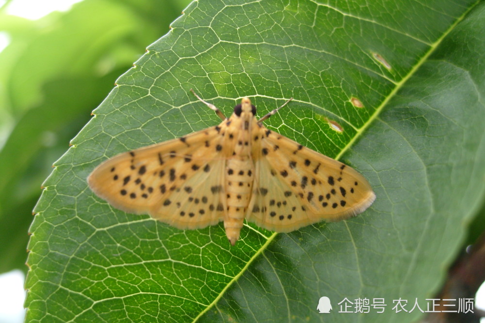 褐卷叶蛾,桃天蛾,绿刺蛾,绿尾大蚕蛾,黄斑长翅卷饿,桃冠潜蛾,盗毒蛾