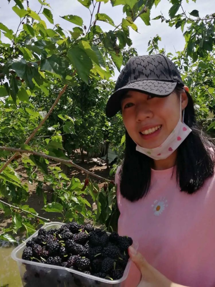 又大又甜!城阳上马街道桑葚可以采摘啦