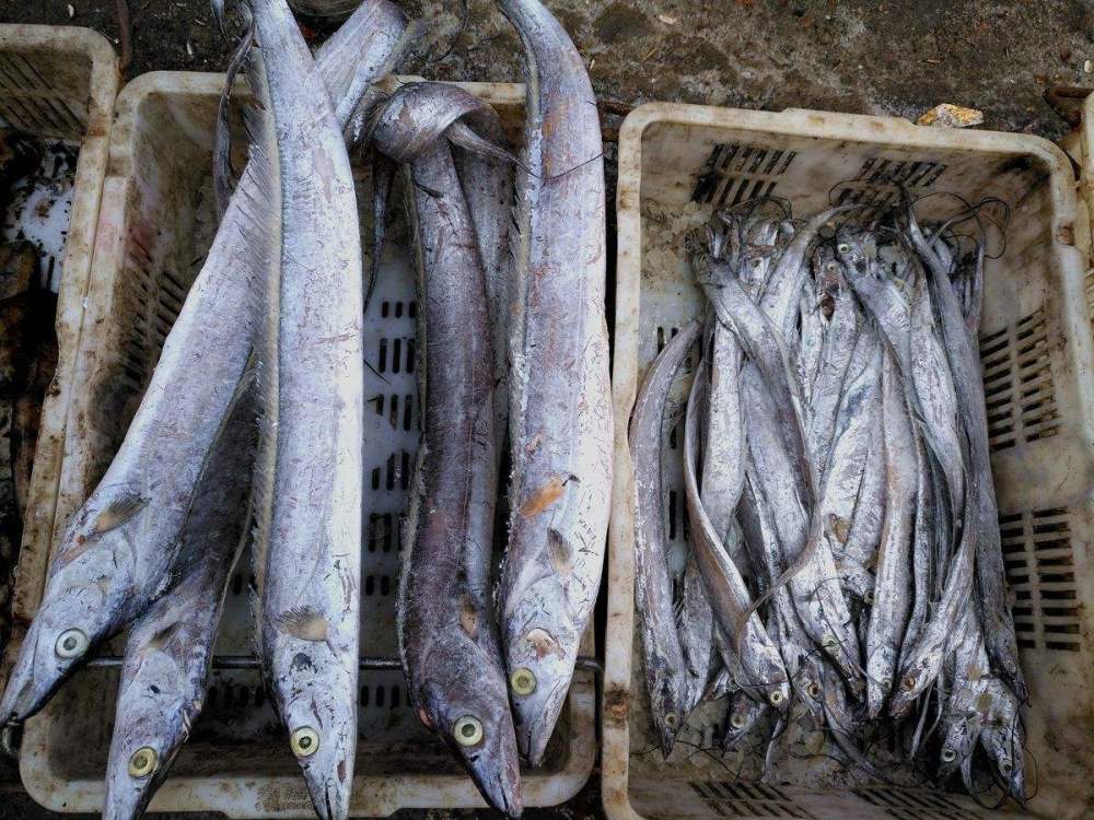 为何市场上见不到活的带鱼?实拍捕捞上岸,看完长见识了!