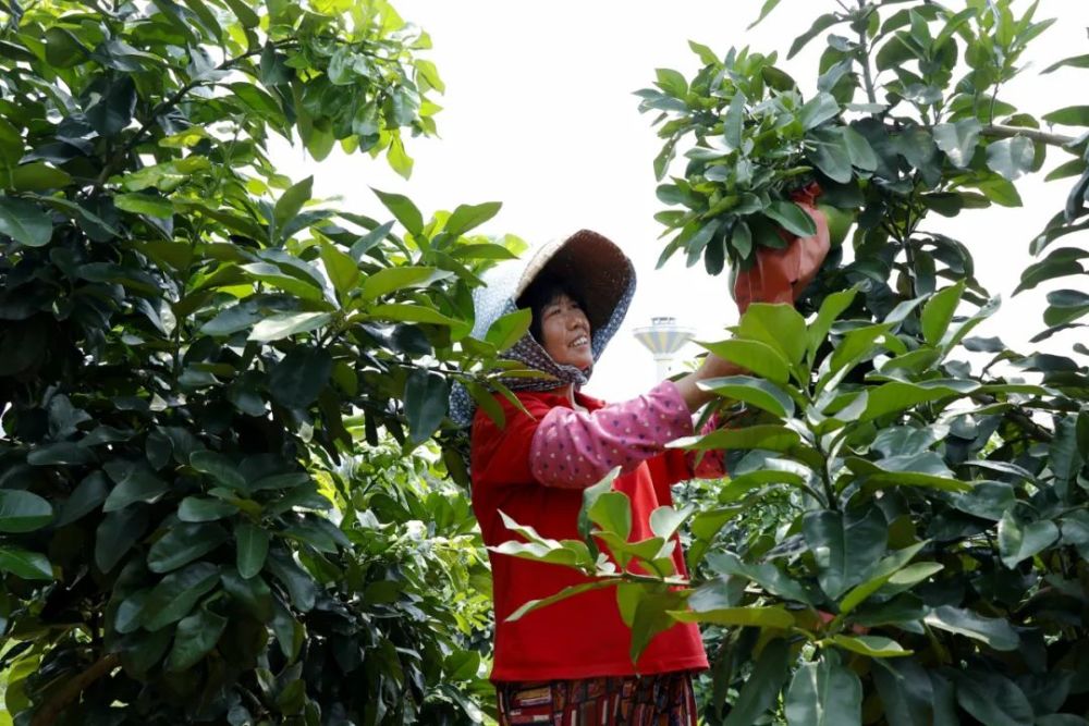 戶陶間鳳,每天工作八個小時,主要負責護理果樹,工錢每天70元還日結