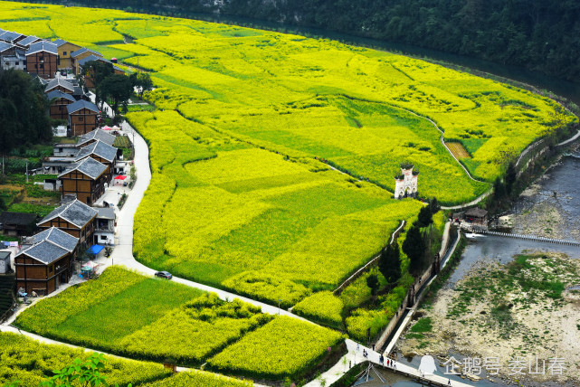 貴州遵義:長磧古寨景區千畝油菜花盛開景色優美