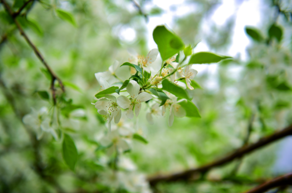 你错过的花儿都在这 腾讯新闻