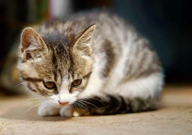 猫砂多久换一次 腾讯新闻