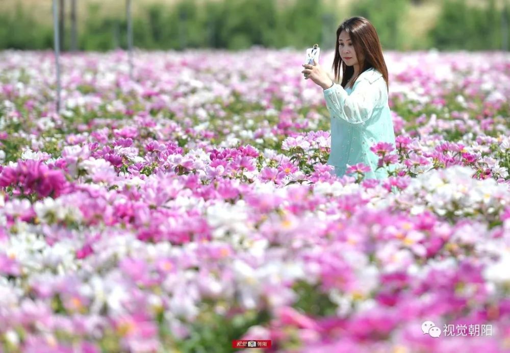 辽宁朝阳300亩芍药盛开壮观 花海飘香世界动容 腾讯新闻