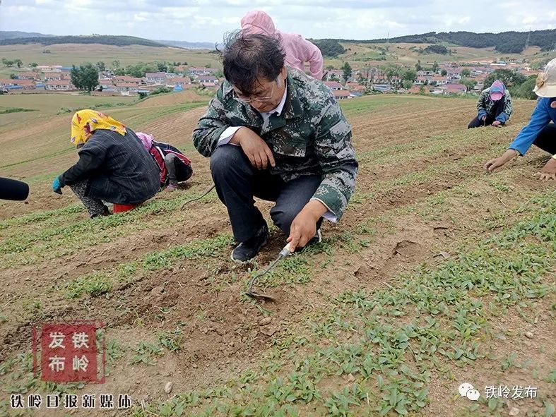 塔子沟村的 笨种 小米还是小苗就卖出3万斤 腾讯新闻