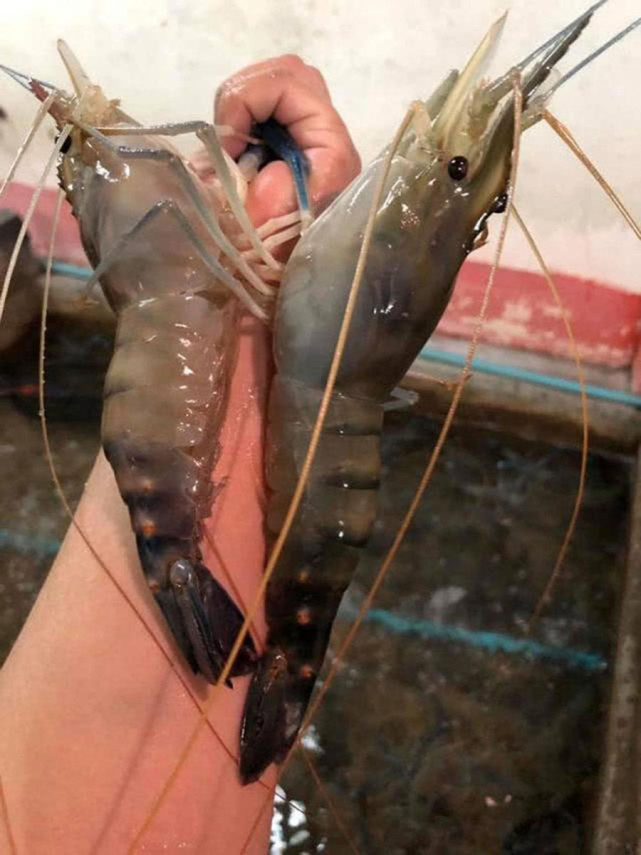 钓虾的相关技巧,每次一小时也就10只左右,在国外很流行