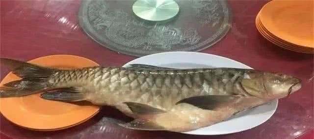 全球最贵 天价 淡水鱼 一口肉约600元 有钱人 这钱没白花 腾讯新闻