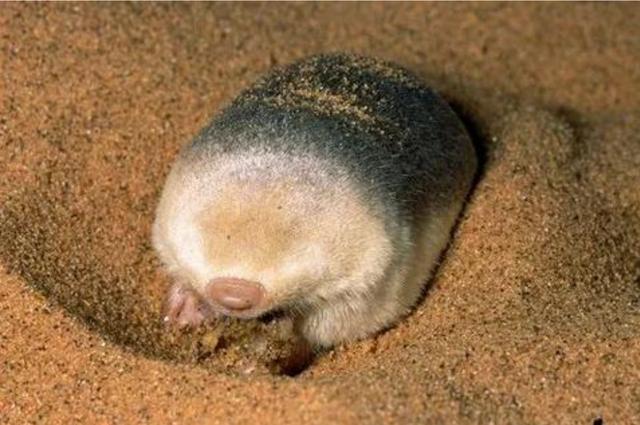 一种常年生活在沙漠地区中的金毛鼹鼠,由于它们经常在沙漠中钻地前进