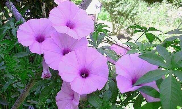 花花草草爬满路边 尤其是这种喇叭花 很常见挖回家就活 腾讯新闻