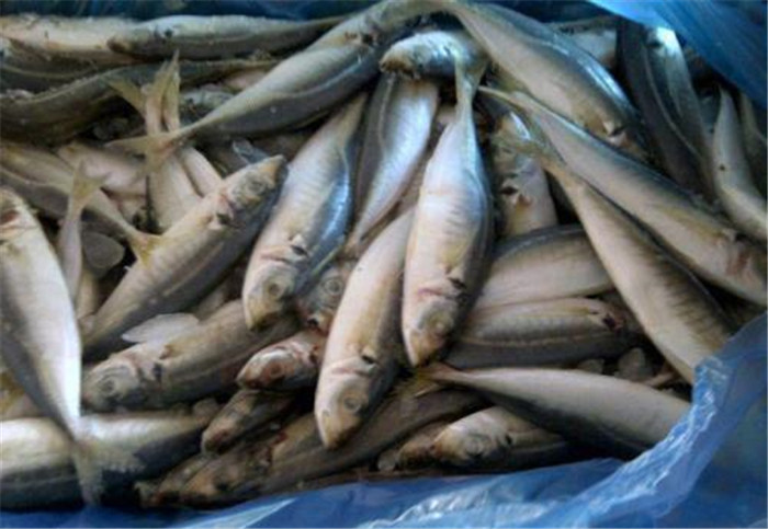 被称为最便宜的海鱼,养殖比野生还贵,农民却不爱养_腾讯新闻