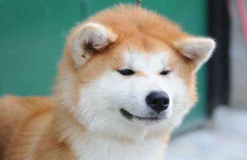 柴犬 秋田犬傻傻分不清 没关系小编帮你区分 腾讯新闻