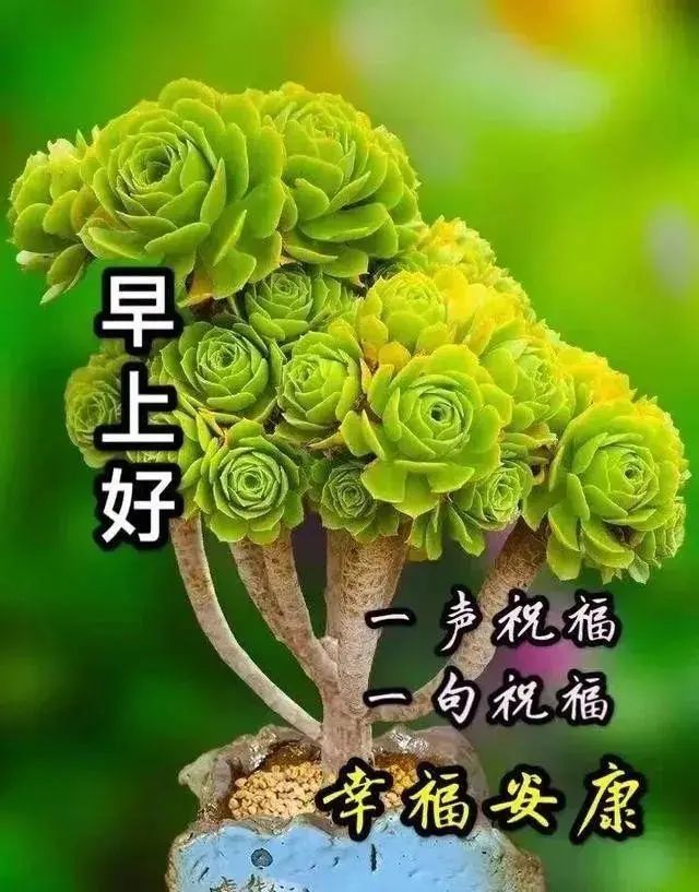 非常清新早上好暖心的祝福短信語錄,最美的2020朋友圈早安圖片表情