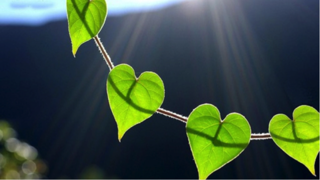 从大自然中汲取生命能量——九大人体系统与五大自然元素