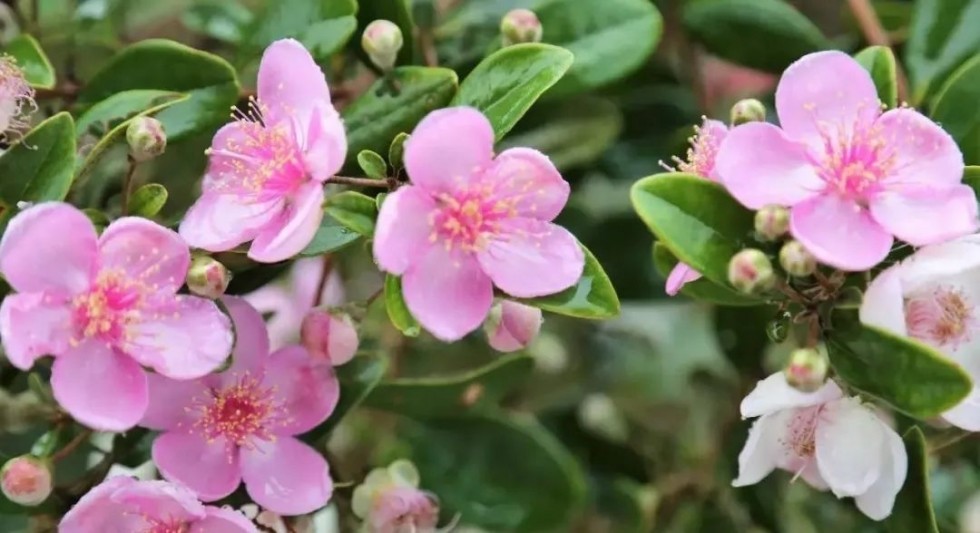 在永泰农场感受山捻子花开的浪漫时光 腾讯新闻