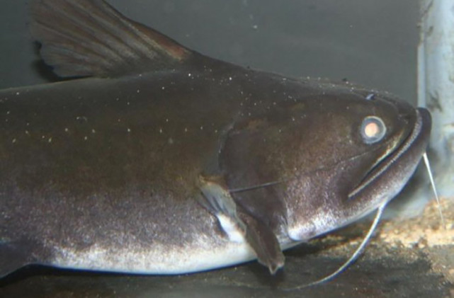 5大凶猛鱼类宠物排名你敢养一个吗网友不了不了保命要紧