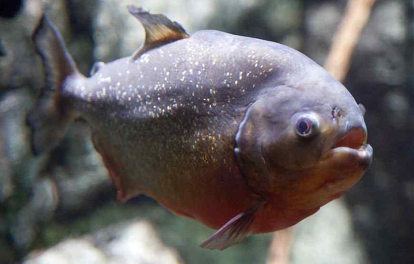 5大凶猛鱼类宠物排名你敢养一个吗网友不了不了保命要紧