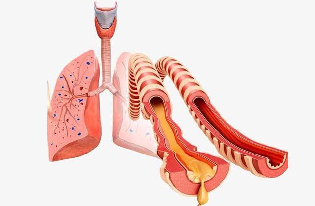 它是"天然抗生素",开水泡一泡,清肺化痰,支气管炎消得快