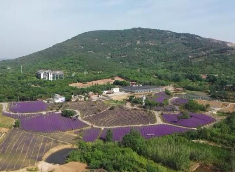 蚌埠禾泉小镇米粒花世界成网红打卡地