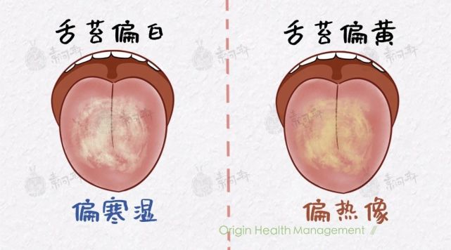 舌頭就會頂著牙齒 時間一久就會出現齒痕 溼氣一重舌苔也會由薄苔向厚