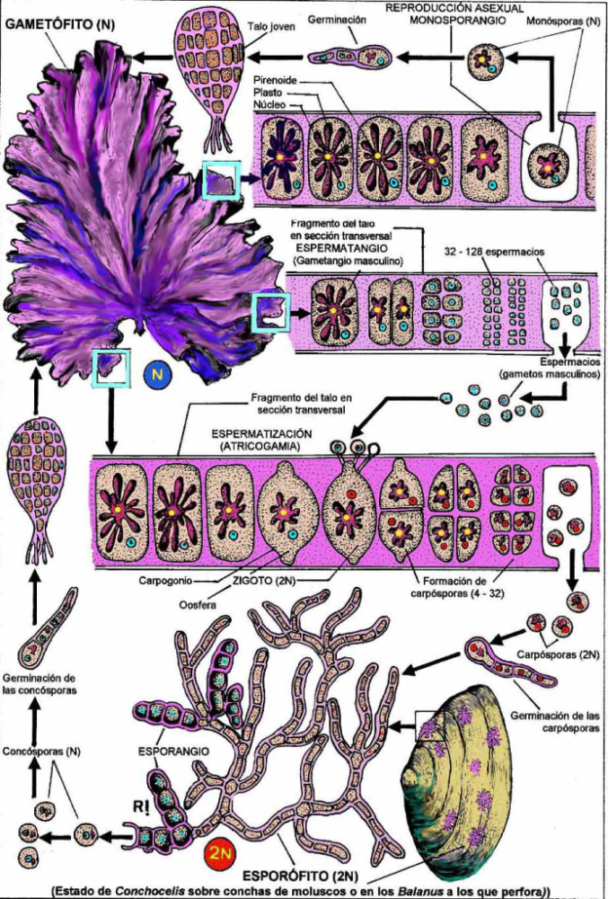 紫菜人工养殖迎来了关键技术革新探明了紫菜生长的秘密对紫菜生活史的