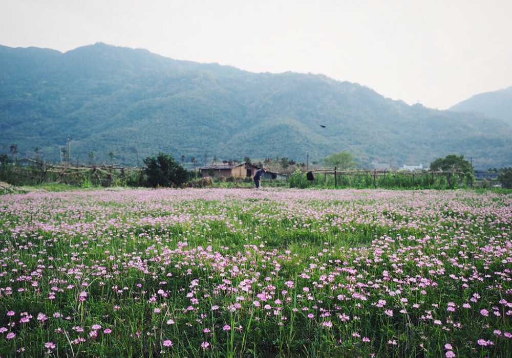 夏目友人帐 经常出现的紫云英 和夏目非常像 花语也特别温柔 腾讯新闻