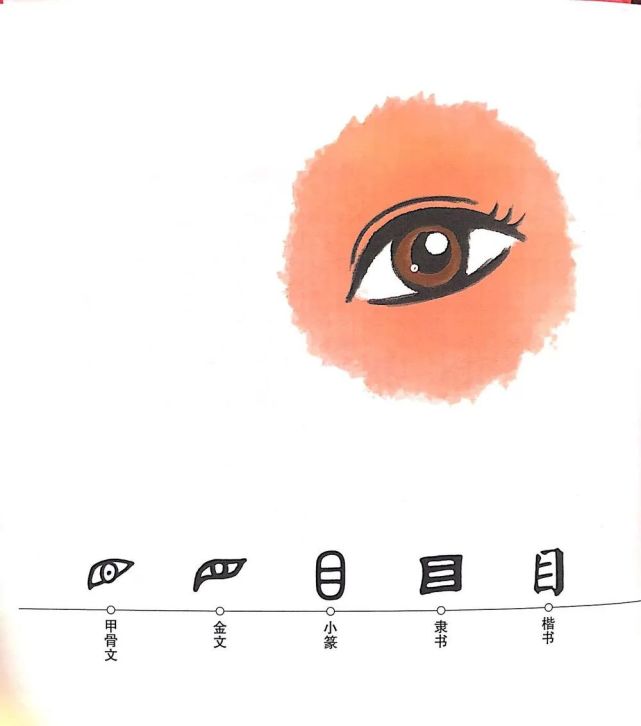 小朋友们,你们看甲骨文的目就像是古人画了一只眼睛,活灵活现的呢.
