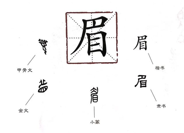甲骨文和金文字形像眼睛和睫毛,在表示眉毛的时候,都将"目"作为必要