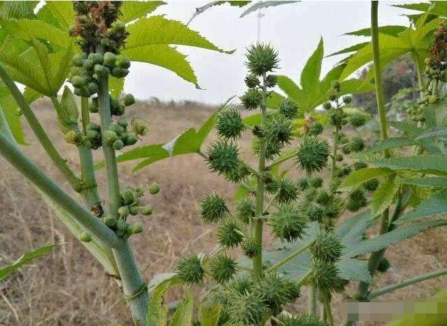 農村隨處可見的蓖麻,竟然是生化武器,這究竟是怎麼回事?