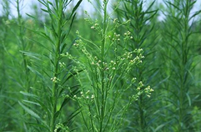 九个比喻,体味用笔之妙,书法之美