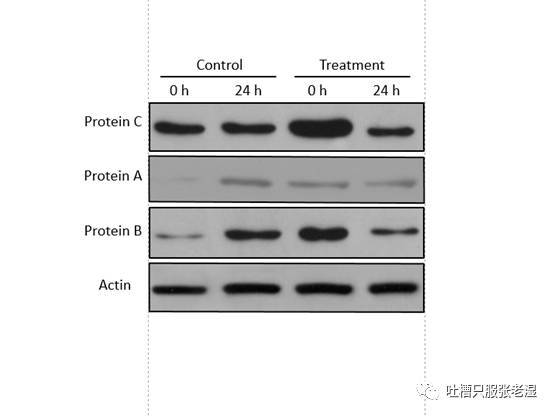 干货手把手教你用ppt处理wb电泳图