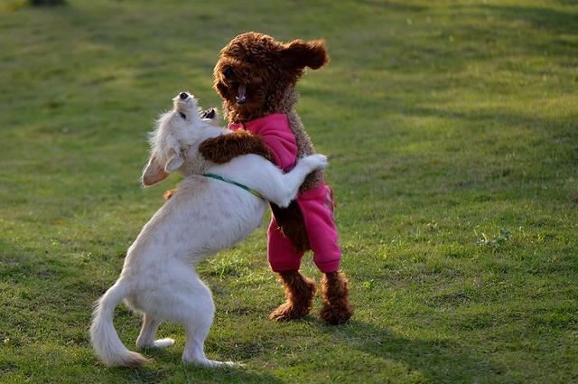 小狗为什么总挑衅大狗,而大狗总是谦虚避让,这里有几点真相