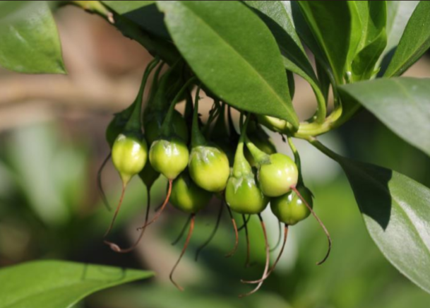 苦槛蓝海漆红树林对水中的氮磷,有机物质和有毒重金属有很强的吸附和