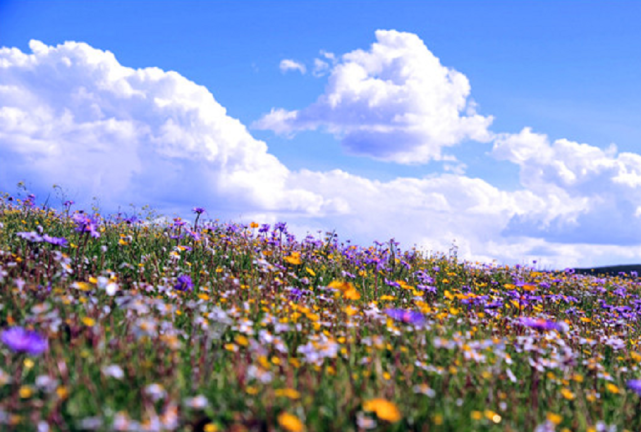 四川竟有这样一处美景 3万亩野生花遍地开 景色不输若尔盖花湖 四川 若尔盖花湖 俄么塘 草原 露营 红原县