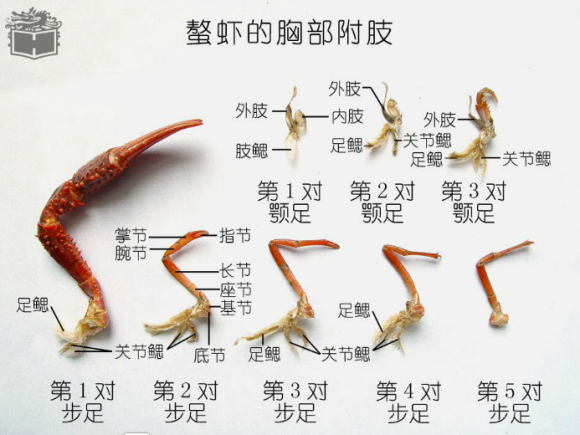 几乎每一个体节都有一对附肢,小龙虾共有19对附肢,从前向后依次是:小