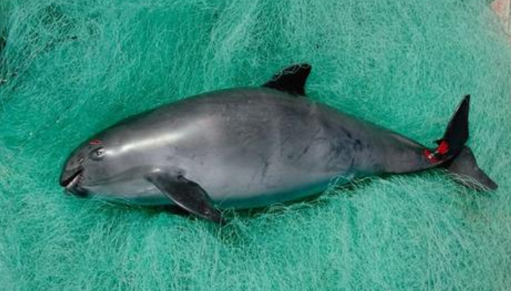 鼠海豚数量不到30头,濒危的原因是什么?