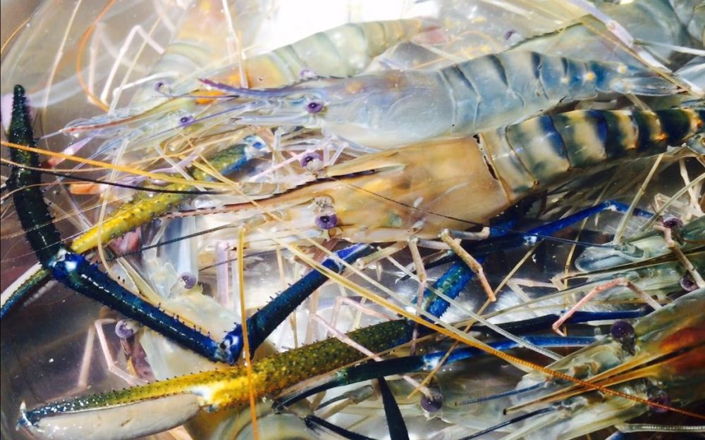 越南虾王在长江流域出没一次产卵几千颗若能泛滥将取代小龙虾