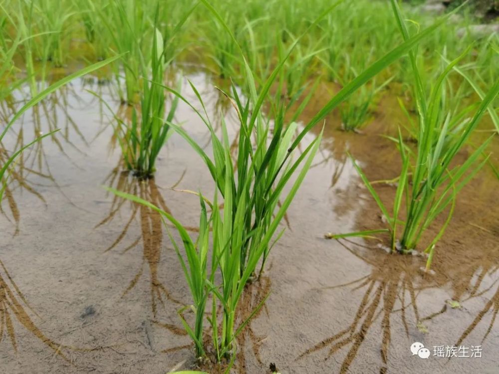 禾苗青野花開野果熟瑤寨的夏天藏著一個世外桃源