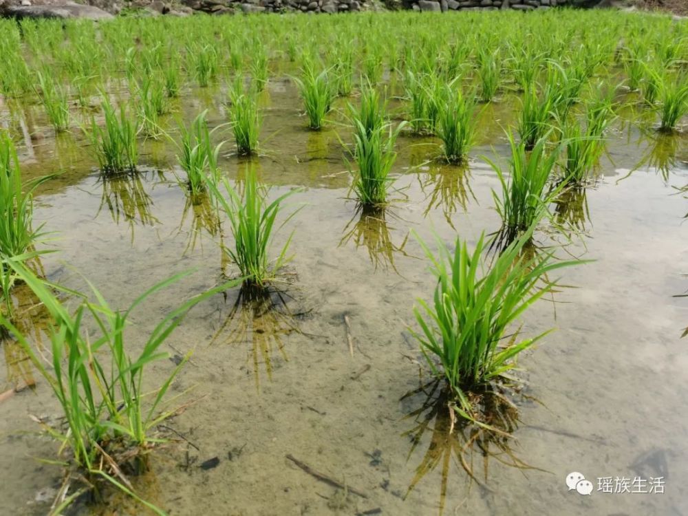 禾苗青野花開野果熟瑤寨的夏天藏著一個世外桃源