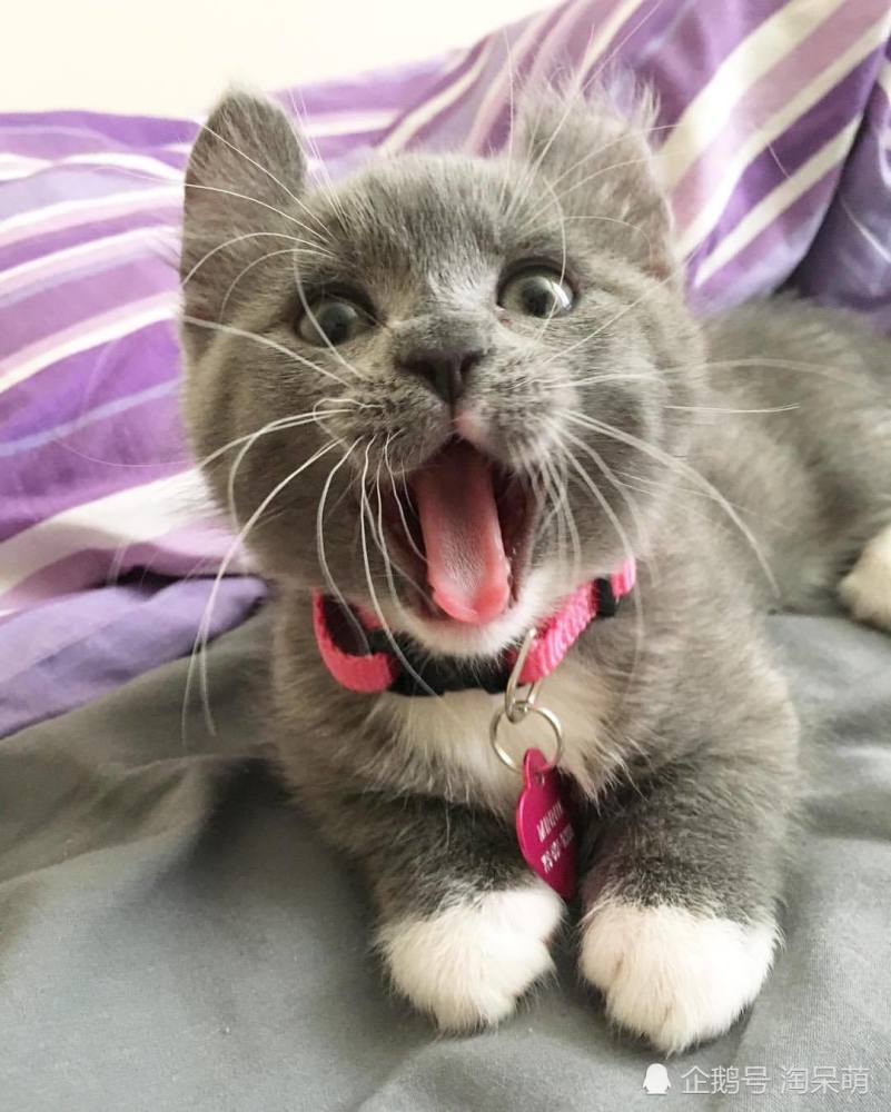 我是一只萌萌哒的蓝白小卷耳猫