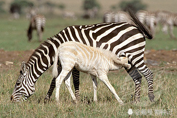 野生白化斑马偶尔也会出现.