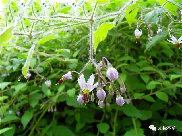 別名白英,野西紅柿,蜀羊泉,天泡草,華白英,假辣椒,歐白茄,苦茄,排風藤