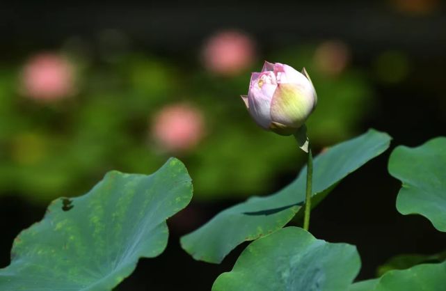 選首心儀的詩拍完荷花發朋友圈時配一下