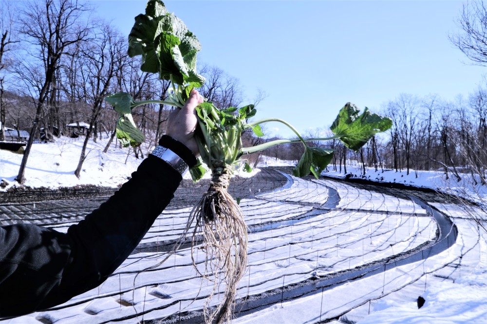 首先要拜访的是非常特别的大王山葵农场,由于我们平常接触的山葵是