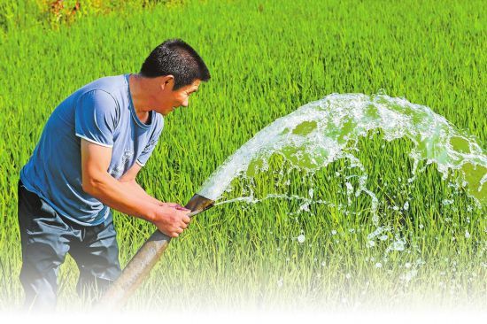 绿稻金穗 溢满田|水稻秧苗|罗陈乡|张楼村|光山县