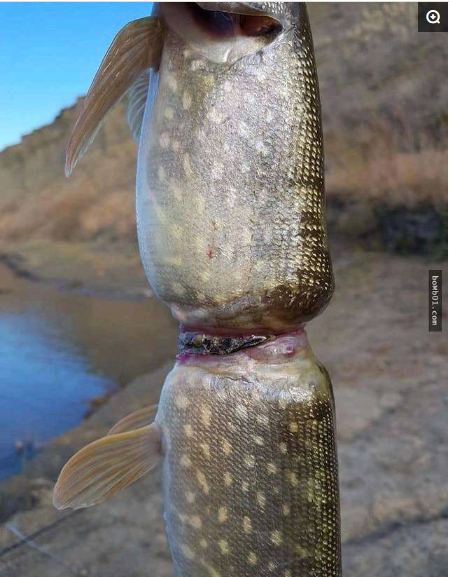 这条鱼从小就被塑料带缠上,长大后就被勒成两半.