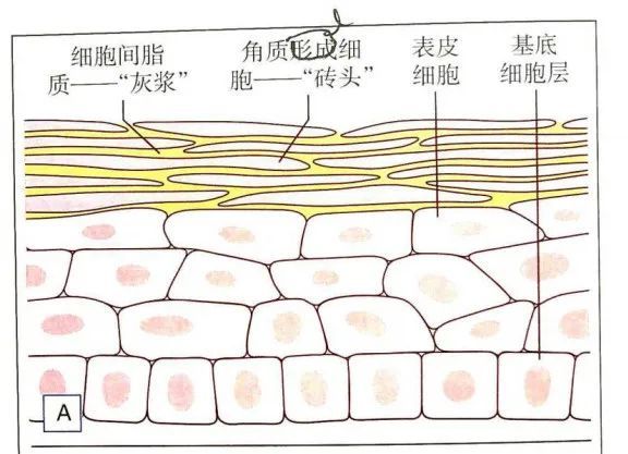 药妆品 读书笔记 2 角质层的结构与功能 腾讯新闻