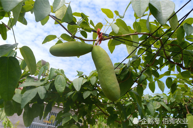 安徽农民引种南方水果,藤蔓极具观赏价值,果实媲美香蕉