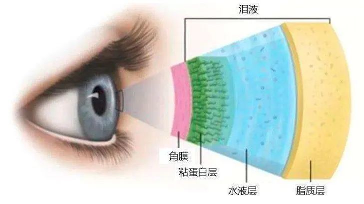 泪膜是维护眼睛表面微环境正常结构及功能的基础,由于眨眼频率发生