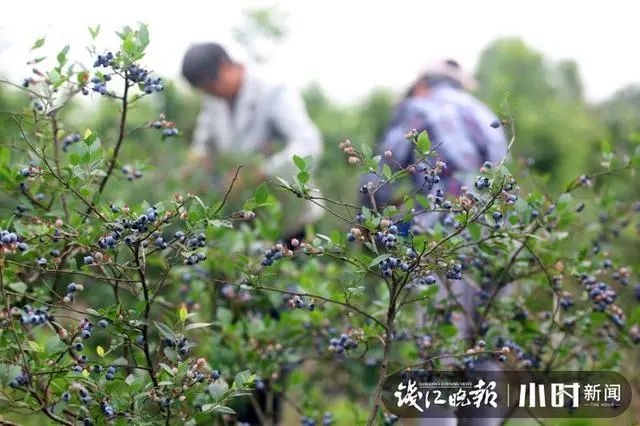 满口爆浆 浙江本地 可爱小浆果 熟啦 价格便宜得想不到 腾讯新闻