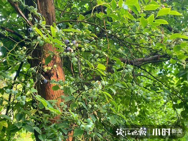 用乌饭树嫁接的蓝莓树 浙江自育"蓝美1号"蓝莓,远嫁多省扶贫